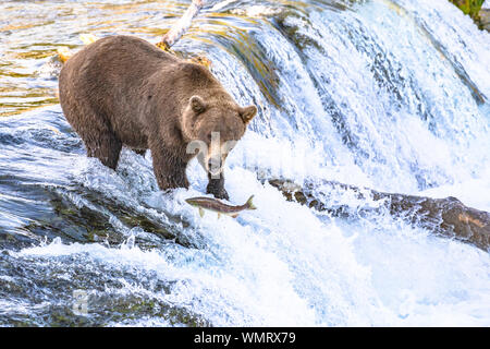 Grizzly bear fishing at Brooks Falls in Katmai, Alaska Stock Photo