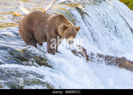 Grizzly bear watches salmon jump at Brooks Falls in Katmai, Alaska Stock Photo