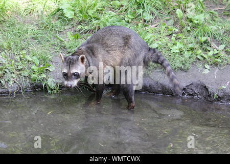 Crab-eating raccoon in Overloon zoo in the Netherlands Stock Photo