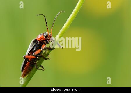Black and red soldier beetle (Cantharis rustica) climbing a grass stem in a meadow, Wiltshire, UK, May. Stock Photo