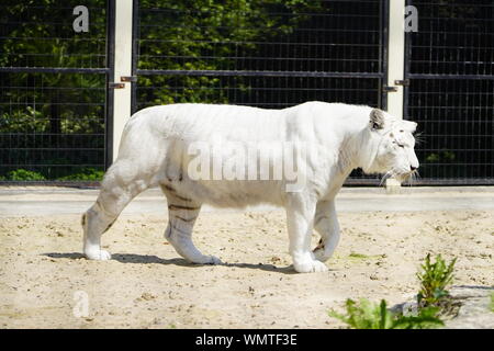 tiger, white, animal, background, nature, cat, wildlife, black, wild, isolated, beautiful, feline, mammal, color, fur, closeup, predator, striped, ora Stock Photo