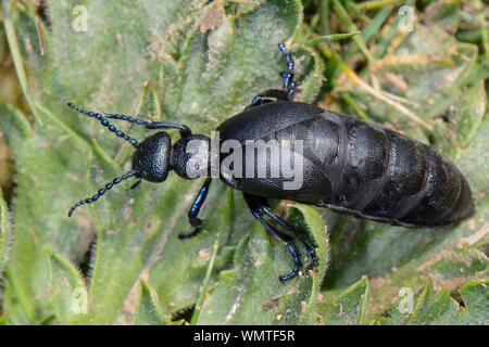 Black oil beetle (Meloe proscarabaeus) walking on coastal grassland, seeking a site to dig a burrow for its eggs, north Cornwall, UK, April. Stock Photo