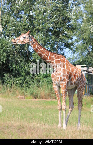 Giraffe in Overloon Zoo Stock Photo