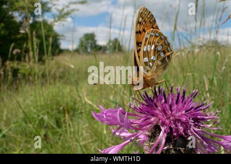 Dark green fritillary butterfly (Argynnis aglaja) feeding on a Greater knapweed flower (Centaurea scabiosa) in a chalk grassland meadow, Wiltshire, UK Stock Photo