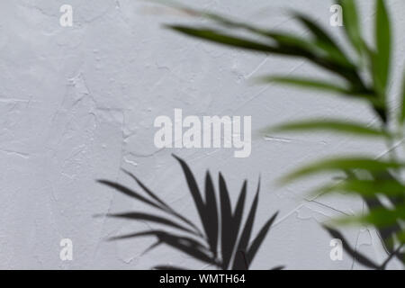 Selective focus on shadow of palm tree on a grey textured background. Natural day light, trendy picture, space for text Stock Photo