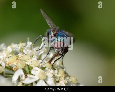Greenbottle / Blowfly (Lucilia sp.) nectaring on a Common hogweed (Heracleum sphondylium) flowerhead in a meadow, Wiltshire, UK, June. Stock Photo