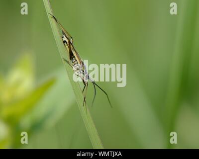 Meadow plant bug (Leptopterna dolabrata) standing on a grass blade in a meadow, Wiltshire, UK, June. Stock Photo