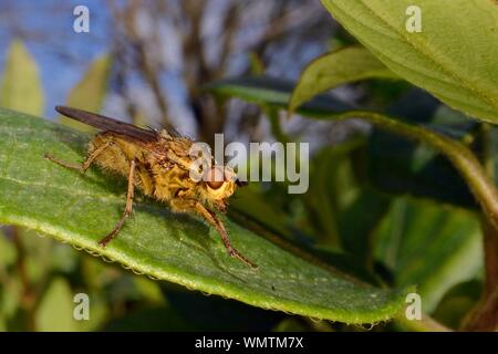 Yellow dung fly (Scathophaga stercoraria) standing on a Honeysuckle leaf in a garden, Wiltshire, UK, March. Stock Photo