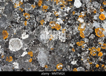 Orange and white lichens growing on a stone background Stock Photo