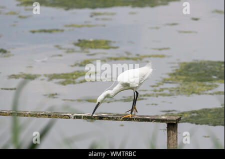 Little Egret (Egretta garzetta) looking down