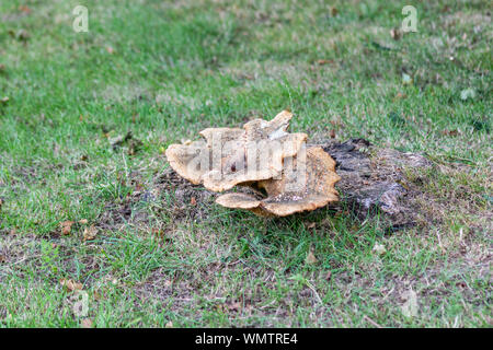 An old tree stump in short grass, with a Dryad s Saddle, polyporus squamosus, a Polypore Fungus growing from it Stock Photo
