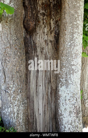 The hollowed out trunk of a very old tree Stock Photo