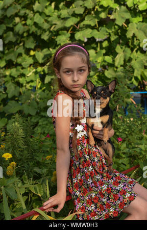 A little girl with her pet chihuahua dog.9 year old baby and chihuahua.A girl in a flower dress on a walk with her pet. A girl on a background of gree Stock Photo