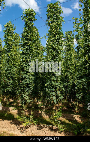 Typical hops plantation in León, northern Spain Stock Photo