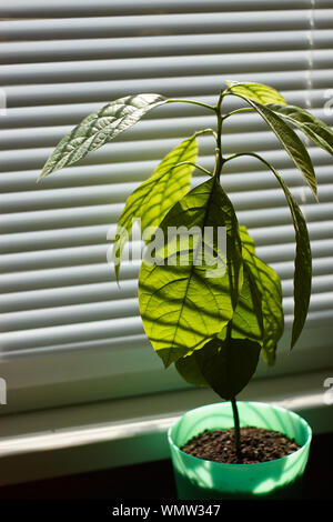 Young avocado tree in green pot on a window with shutters, selective focus Stock Photo