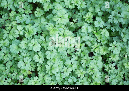 Carpet of wild cranesbill plants Stock Photo