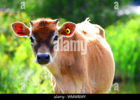 Little calf in the sunshine. Stock Photo