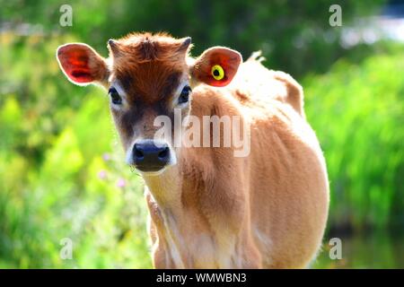 Little calf in the sunshine. Stock Photo