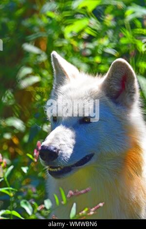 White wolf in eastern Canada. Stock Photo