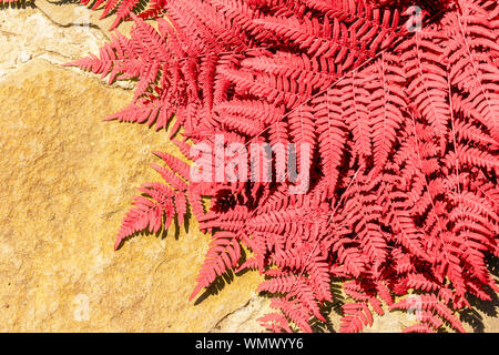 Living Coral colored fashion fern background. Trendy tropical leaf close-up. Creative Surreal Style. Fresh toned fern frame on the background of Stock Photo