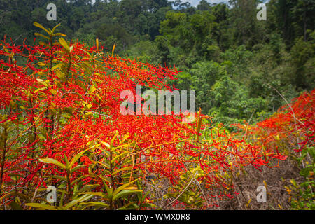 Renanthera coccinea Lour or red wild orchids found along the edge of the rainforest. At an altitude of about 500-1,400 meters Stock Photo
