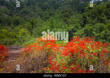 Renanthera coccinea Lour or red wild orchids found along the edge of the rainforest. At an altitude of about 500-1,400 meters Stock Photo