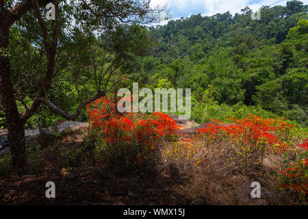Red wild orchid or Renanthera coccinea Lour. Found in the deep area of Khao Yai National Park Pha Kluai Mai waterfall area Stock Photo