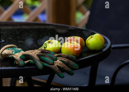 Freshly picked apples on a garden table. Stock Photo