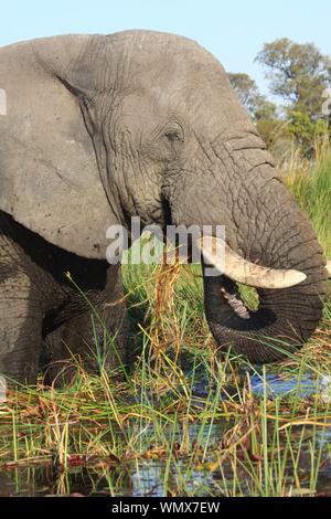 Okavango Delta, Bostwana, Africa Stock Photo