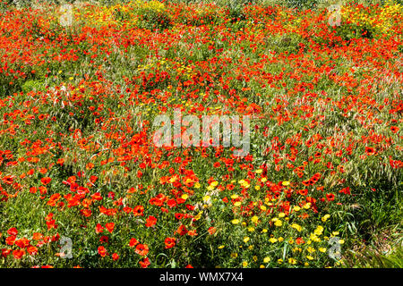 Italy, Apulia, Province of Brindisi, Ostuni. Poppy fields outside the town of Ostuni. Stock Photo