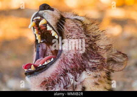 A cheetah yawns after feasting on an wildebeest carcass Stock Photo