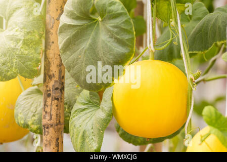 melon canary yellow alamy growing close tree