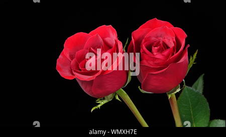 Close up of two perfect red roses on a black background Stock Photo