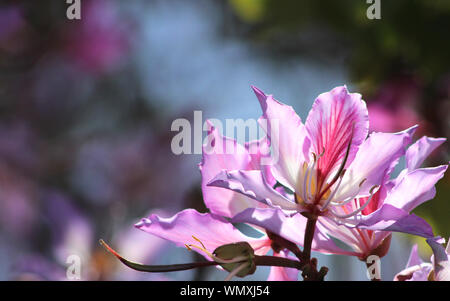 Close up of beautiful pink flowers of the Hong Kong Orchid Tree (Bauhinia blakeana) in full spring bloom, nice bokeh background for copy space Stock Photo