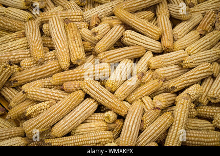Close-up of maize (Zea mays) harvest from a smallholder farm in Malawi, sub-Saharan Africa. Stock Photo