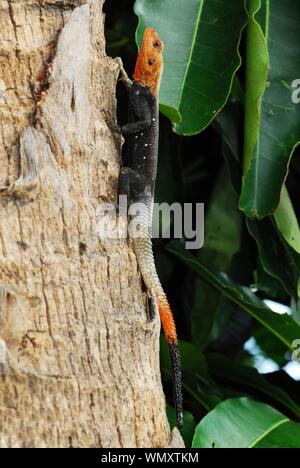Close-up of a Red Headed Rock Agama on a palm tree in south Florida USA Stock Photo