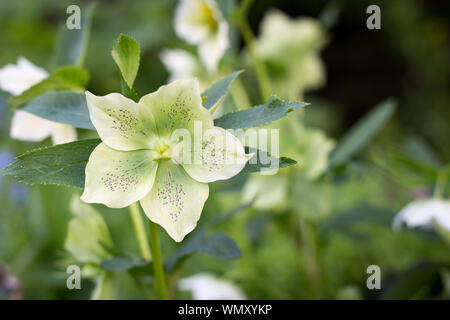White hellebores pop up in the Edmonds Gardens in springtime, in Christchurch, New Zealand Stock Photo