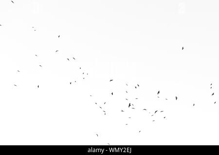 Bird silhouettes in blue sky Stock Photo