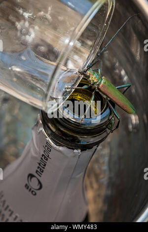Moschusbock / Musk beetle (Aromia moschata) standing on a bottle opening and drinking from a champaign glass Stock Photo