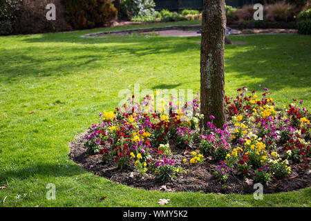 Pretty colorful and fragrant wallflowers growing at the base of trees in early spring, Edmonds Gardens, Christchurch, New Zealand Stock Photo