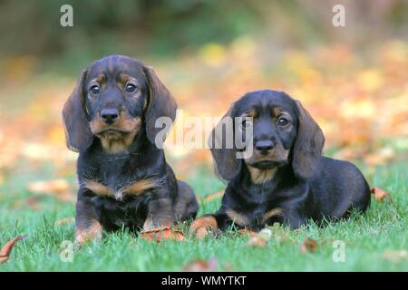 Wire-haired Dachshunds (Canis lupus familiaris) Puppies, 8 weeks, lying in meadow, Germany Stock Photo