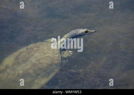 Soft shell turtle peaking head out of water in a pond. Long neck turtle with short arms. T-rex Stock Photo