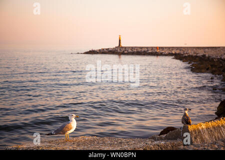 Seagull. Seagull at sunset in the port of Estepona. Stock Photo
