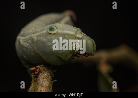 A sphingid caterpillar with parasitoid tachinid fly eggs near its head ...