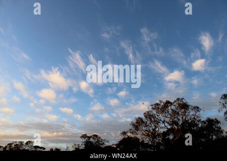 Cirrus clouds against a deep blue evening sky over eucalyptus trees, South Australia Stock Photo