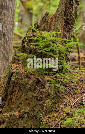 Western Hemlock, Tsuga heterophylla, growing from Western Red Cedar, Thuja plicata, stump in Federation Forest State Park near Mount Rainier, Washingt