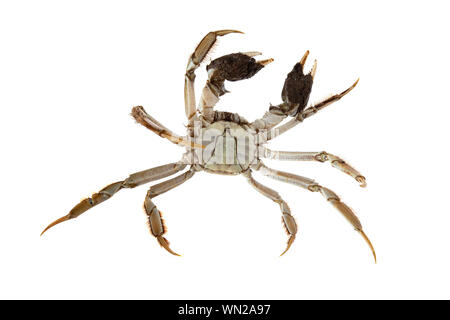 Chinese crab isolated on white background Stock Photo