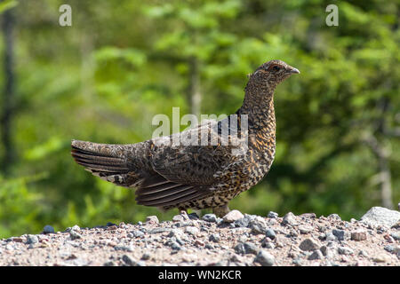 Female spruce grouse (Falcipennis canadensis) on gravel in a boreal forest Stock Photo