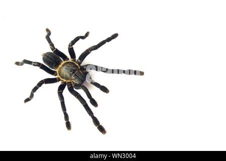 Asian species Tarantula spider  Found in Thailand, the scientific name is "Haplopelma minax Theraphosidae Haplopelma". Stock Photo