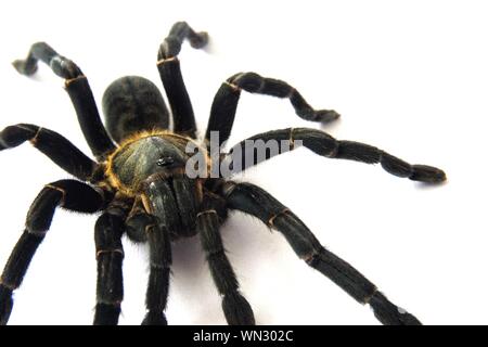Asian species Tarantula spider  Found in Thailand, the scientific name is "Haplopelma minax Theraphosidae Haplopelma". Stock Photo